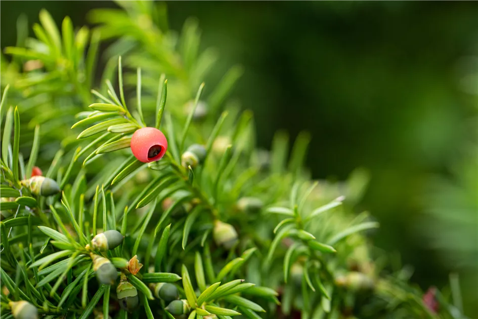 Taxus media Hicksii, Fruchtende Bechereibe 'Hicksii' - Bellaflora