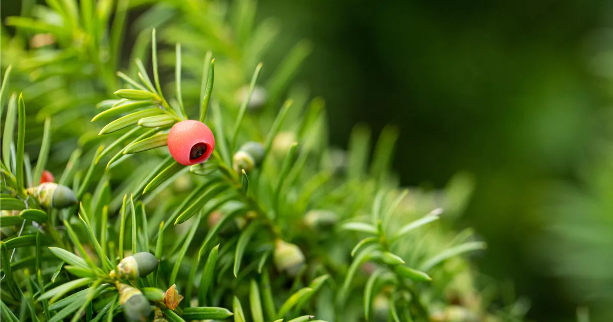 wie hoch werden thuja smaragd Thuja Smaragd kaufen main image 0