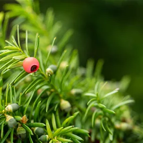 Taxus media Hicksii