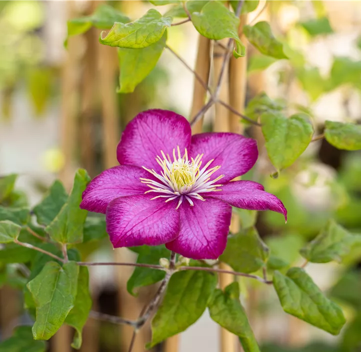 Waldrebe 'Ville de Lyon' Waldrebe 'Ville de Lyon'