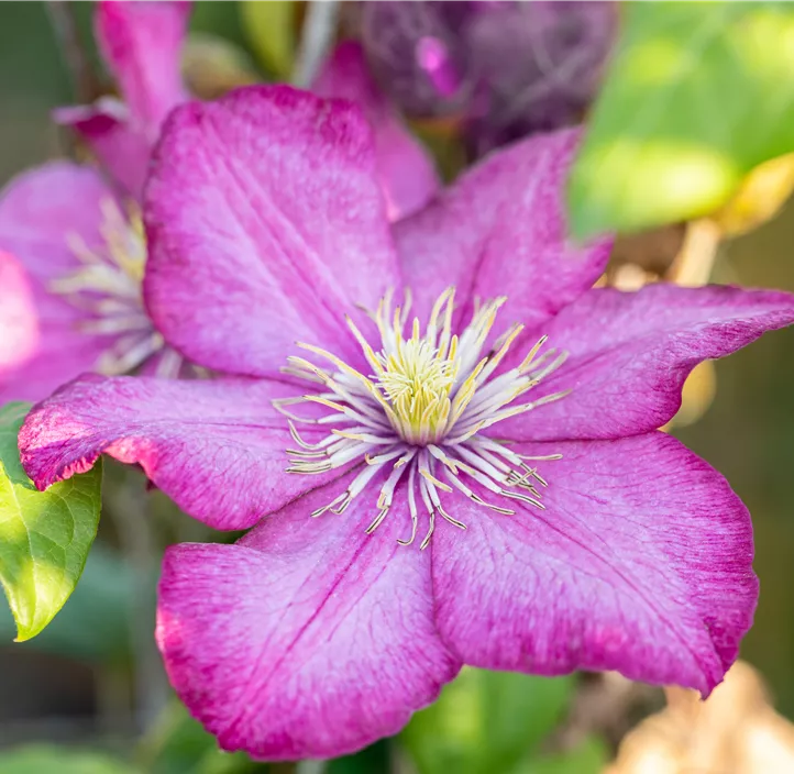 Waldrebe 'Ville de Lyon' Waldrebe 'Ville de Lyon'