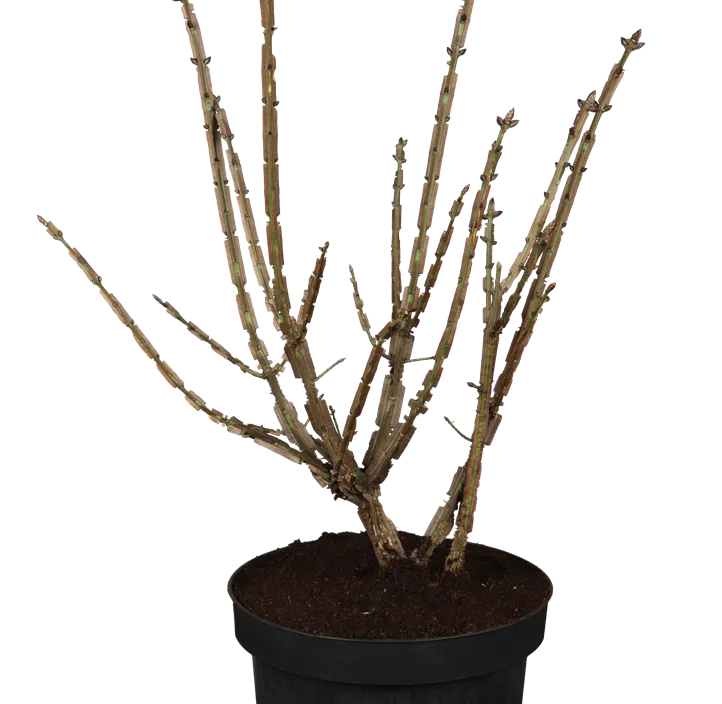 Korkflügelstrauch Korkflügelstrauch