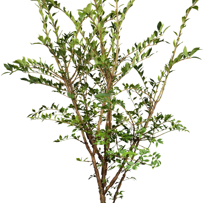 Korkflügelstrauch Korkflügelstrauch