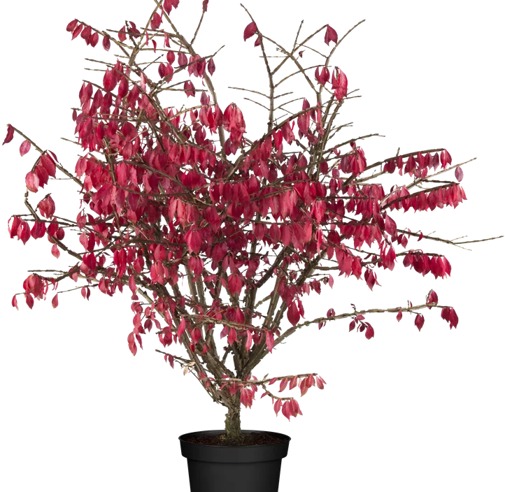 Korkflügelstrauch Korkflügelstrauch