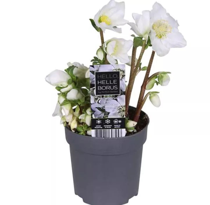 Schneerose 'Christmas Carol' Schneerose 'Christmas Carol'