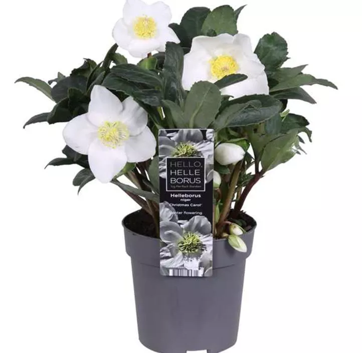 Schneerose 'Christmas Carol' Schneerose 'Christmas Carol'