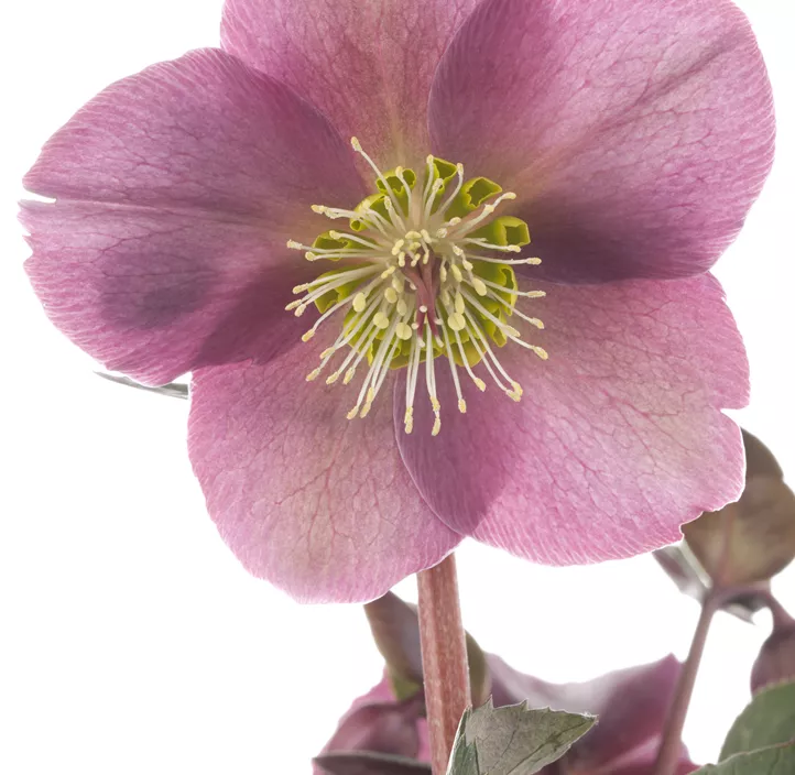 Schneerose 'Frostkiss®' Schneerose 'Frostkiss®'