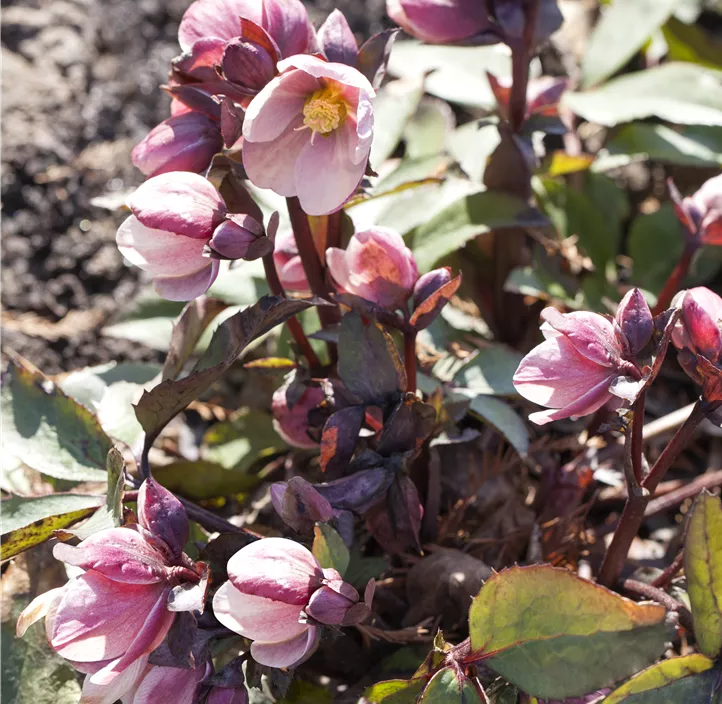 Schneerose 'Frostkiss®' Schneerose 'Frostkiss®'