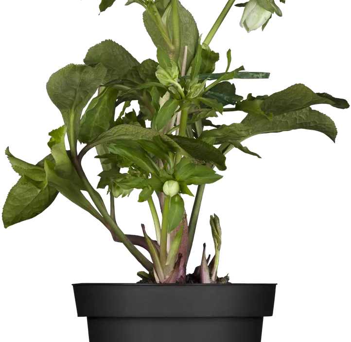 Lenzrose 'ViV®' Lenzrose 'ViV®'