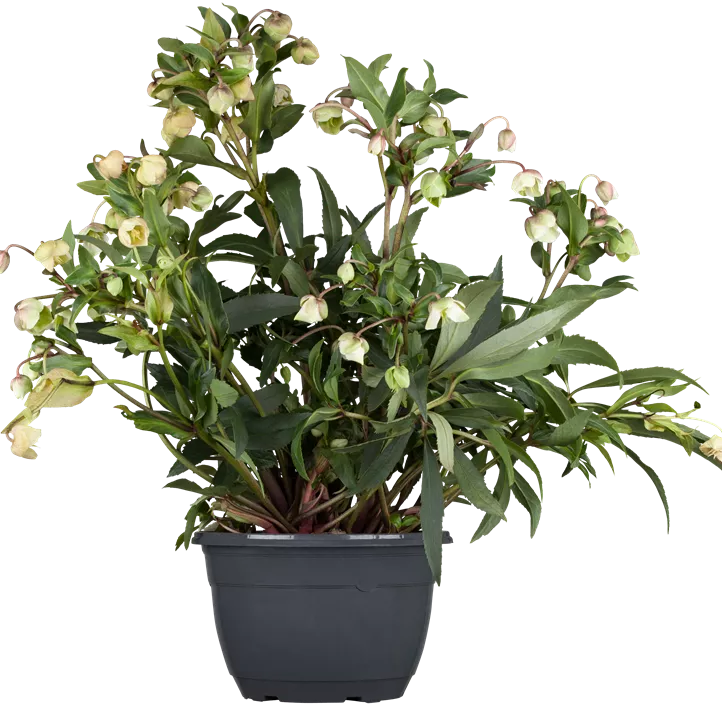 Schneerose 'Winter Ballet' Schneerose 'Winter Ballet'