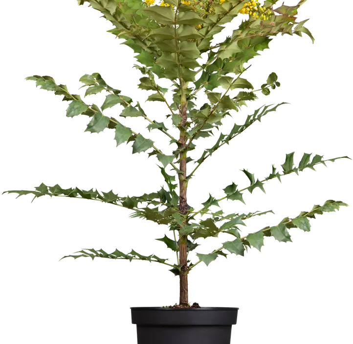 Mahonie 'Winter Sun'