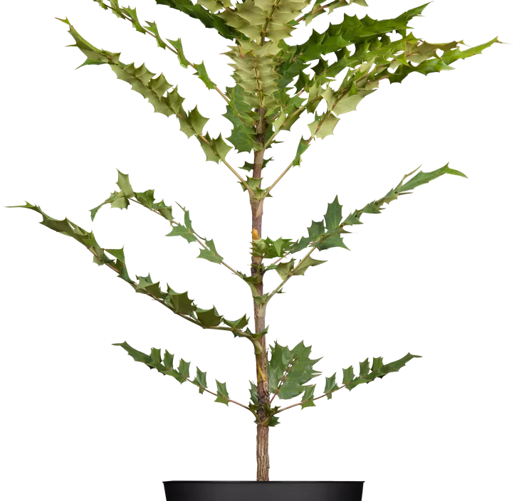 Mahonie 'Winter Sun'