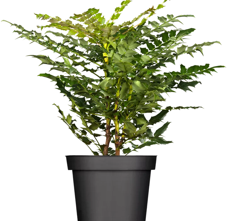 Mahonie 'Winter Sun'