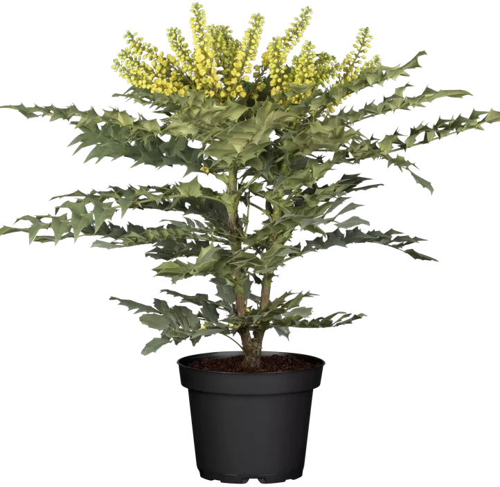 Mahonie 'Winter Sun'