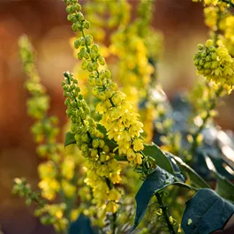 Mahonia media Winter Sun