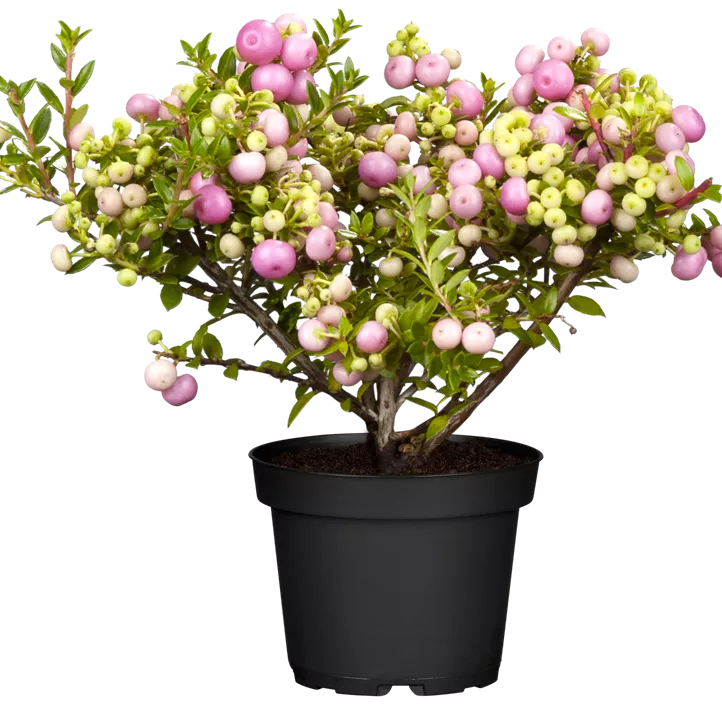 Torfmyrte, 25 cm Torfmyrte, 25 cm