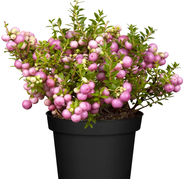 Torfmyrte, 25 cm Torfmyrte, 25 cm