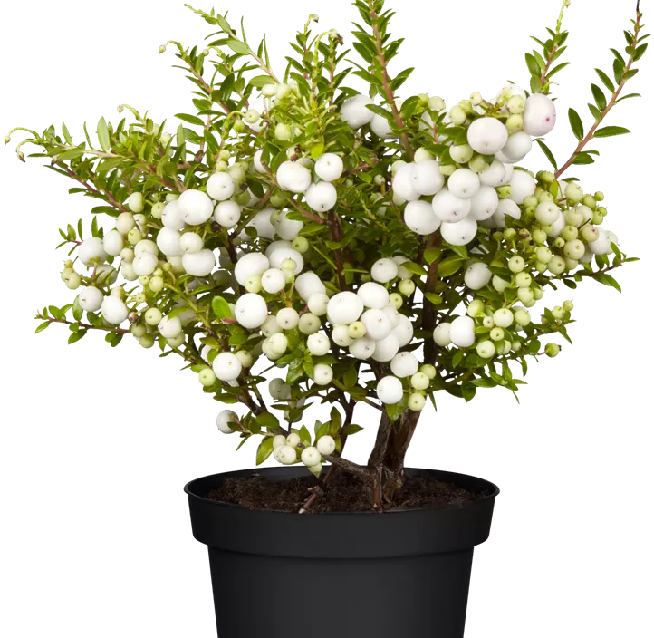 Torfmyrte, 25 cm Torfmyrte, 25 cm