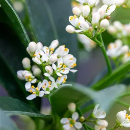 Skimmia japonica Marlot