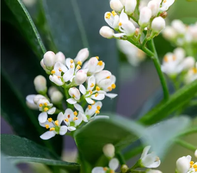 Skimmia japonica Marlot