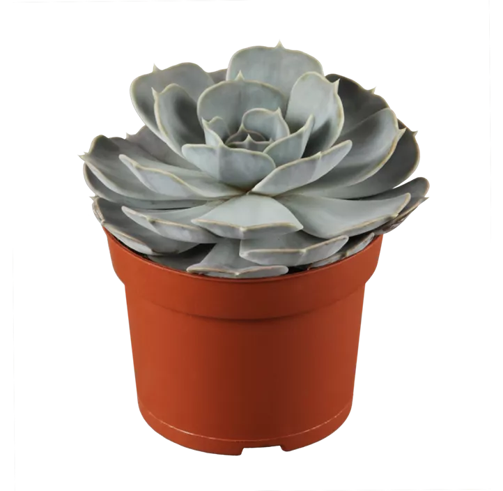 Echeverie