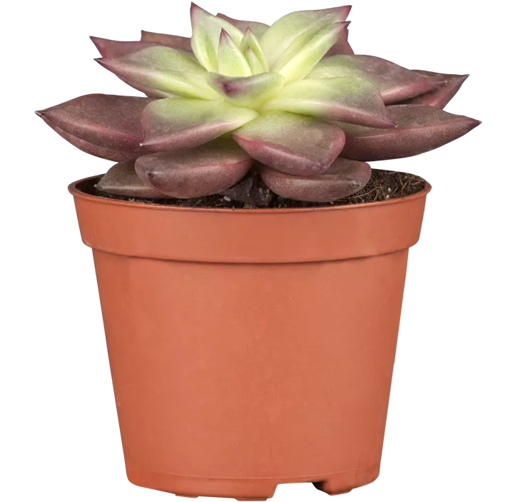 Echeverie