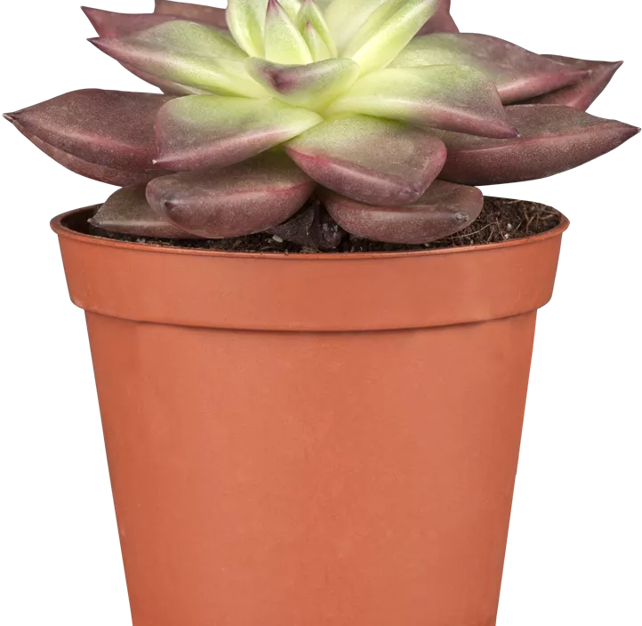 Echeverie