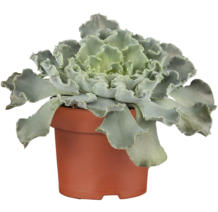 Echeverie