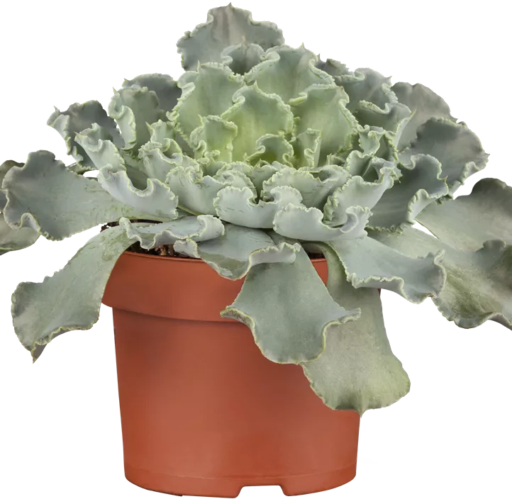 Echeverie