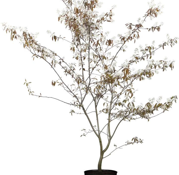 Kupfer-Felsenbirne Kupfer-Felsenbirne