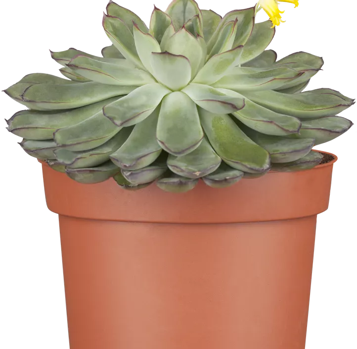 Echeverie