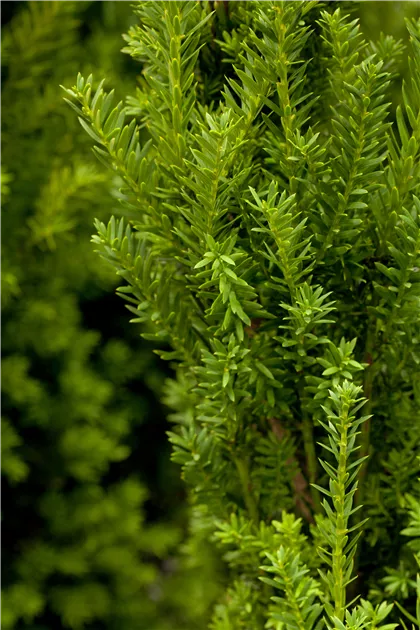 Taxus media hilii Spalier, Eibe 'Hillii' - Bellaflora
