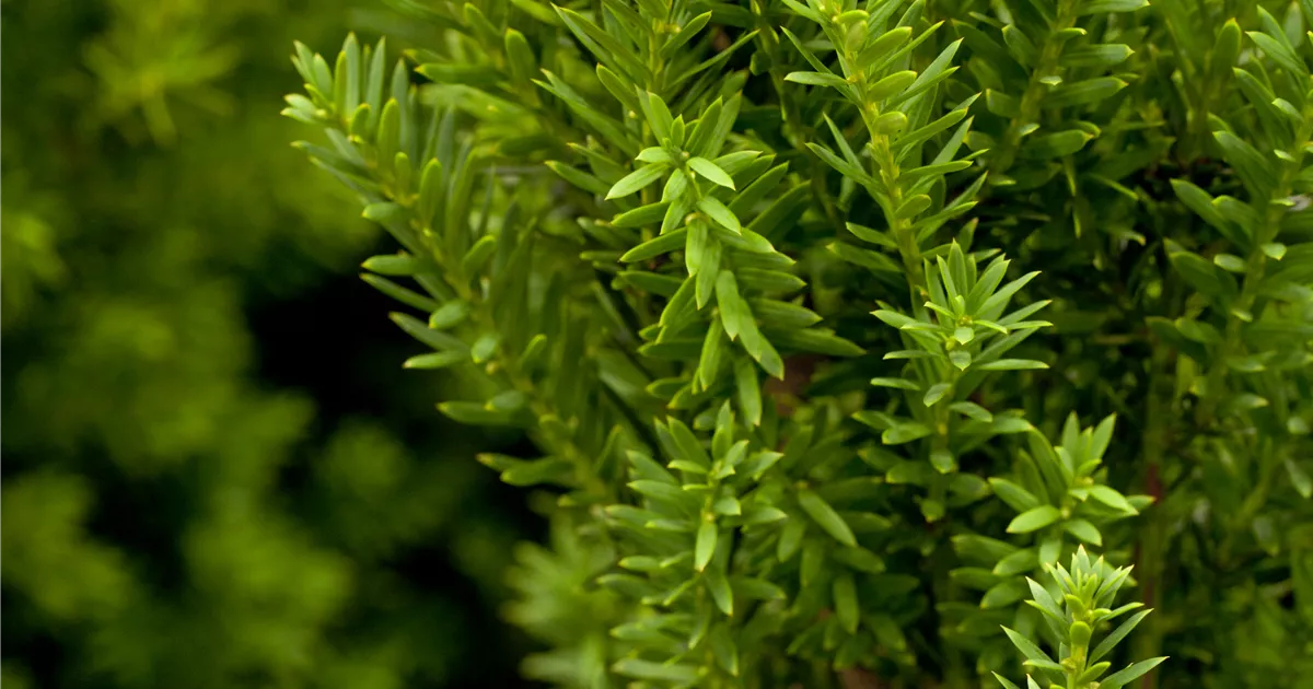 fargesia nitida black pearl pflege Schwarzer Schirmbambus – Fargesia nitida 'Black Pearl®' – Blupf by Kitzinger main image 1