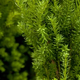 Taxus media Hillii (Lieferartikel)