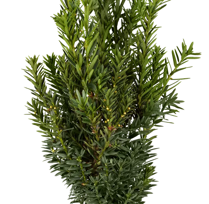 Eibe 'Hillii' Eibe 'Hillii'