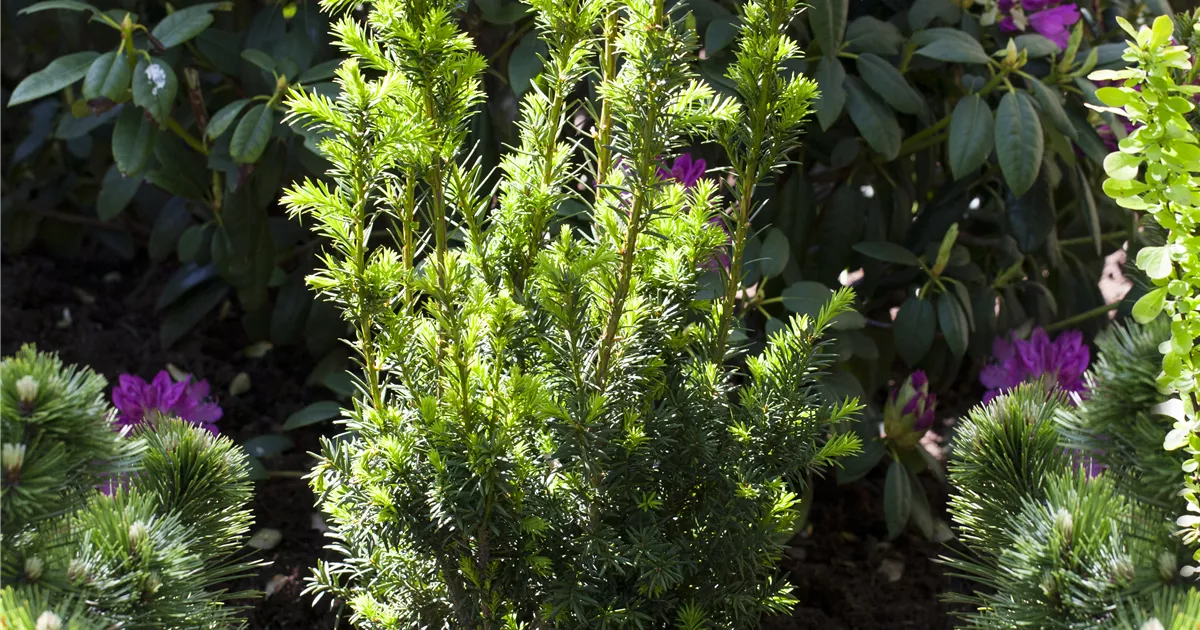 Taxus media Hillii (Lieferartikel), Eibe 'Hillii' - Bellaflora