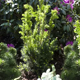 Taxus media Hillii, 5 Liter Topf
