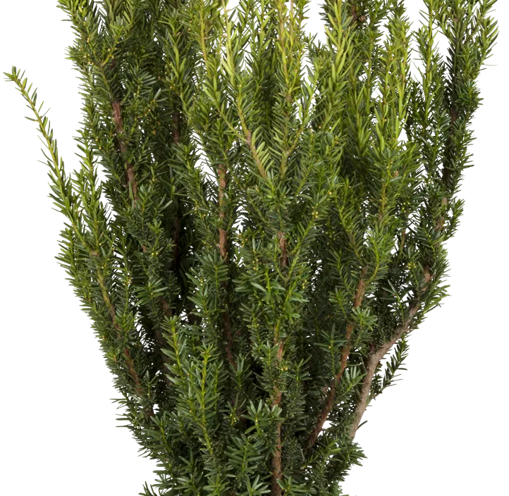 Eibe 'Hillii' Eibe 'Hillii'