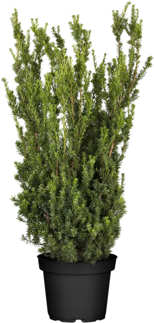 Taxus media Hillii (Lieferartikel), Eibe 'Hillii' - Bellaflora