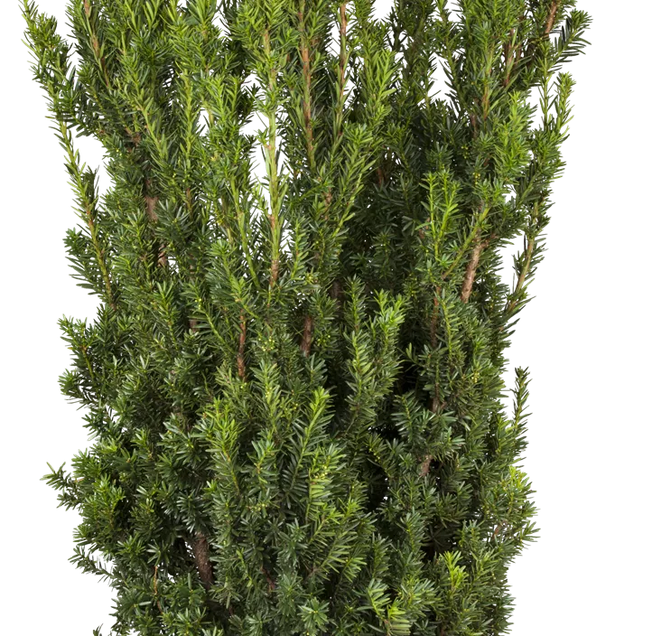 Eibe 'Hillii' Eibe 'Hillii'