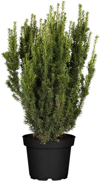Taxus media Hillii, Eibe 'Hillii' - Bellaflora