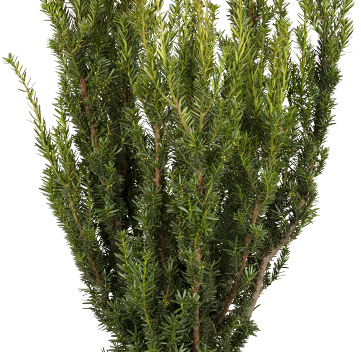 Eibe 'Hillii' Eibe 'Hillii'