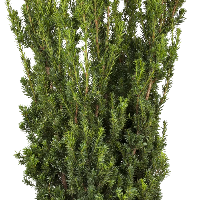 Eibe 'Hillii' Eibe 'Hillii'