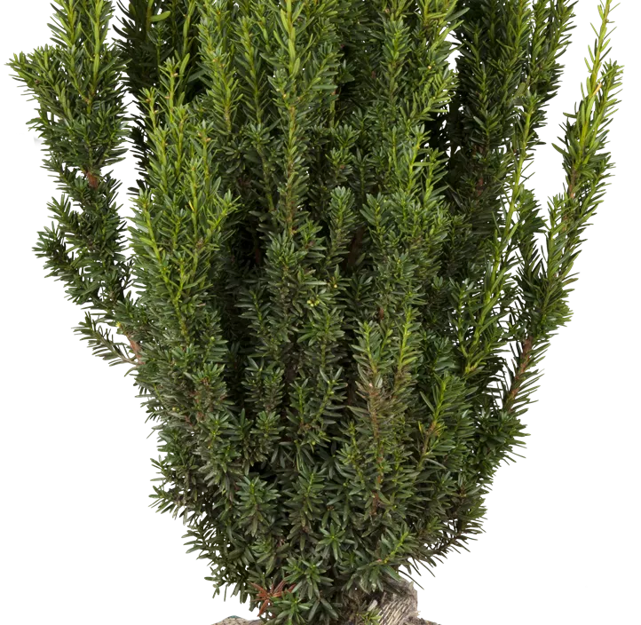 Eibe 'Hillii' Eibe 'Hillii'