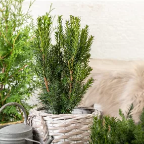 Taxus media Hillii, 5 Liter Topf