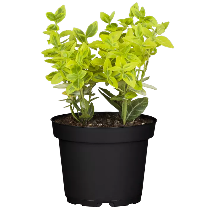 Euonymus, 9,5 cm Topf