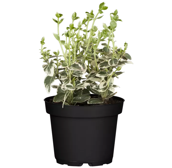 Euonymus, 9,5 cm Topf