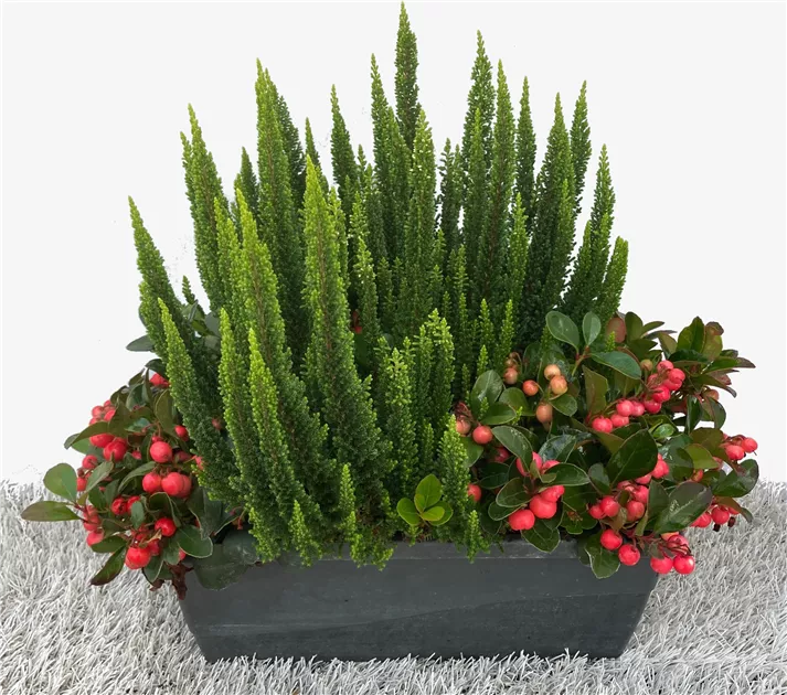 Calluna Gaultheria Pearl Royal, Knospenheide und Scheinbeere Mix -  Bellaflora