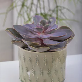 Echeveria Perle von Nürnberg