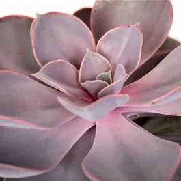 Echeveria purple pearls